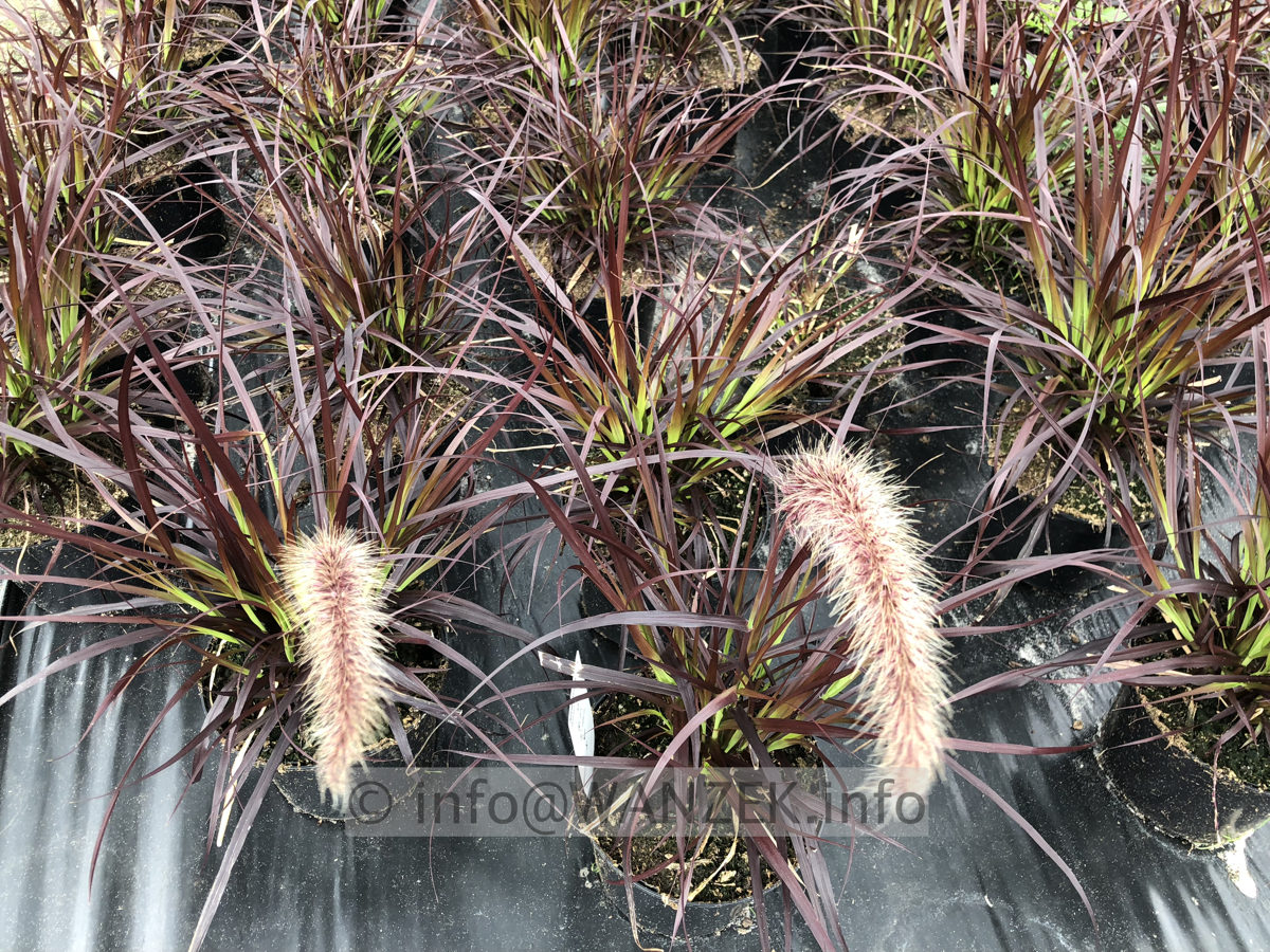 Pennisetum setaceum Rubrum 03.JPG